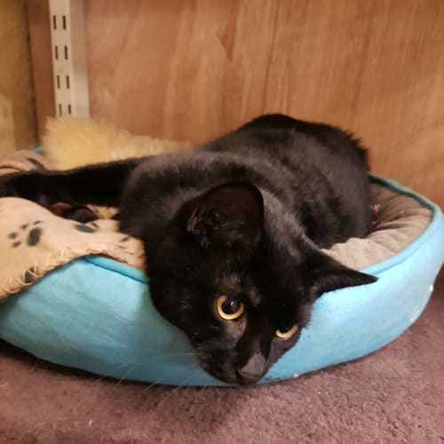 Mindy $50 adoption fee