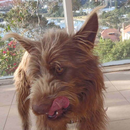 Axel