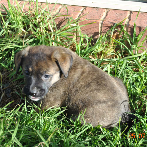 mix breed puppies