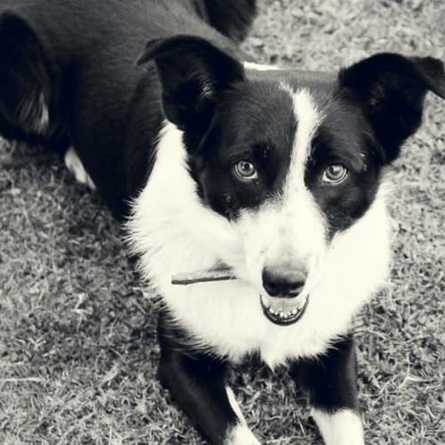Lucy 