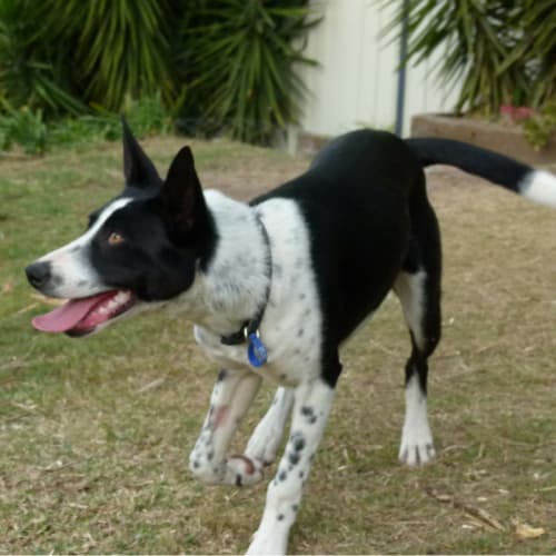 Barney ~ Kelpie x Border Collie (on trial 17/1/18)