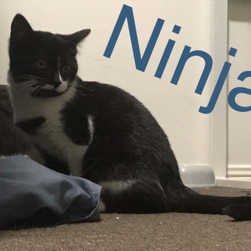 Ninja