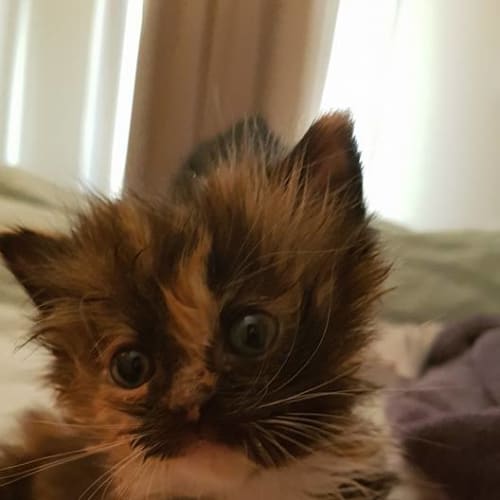 Louise **2nd Chance Cat Rescue**