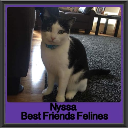 Nyssa