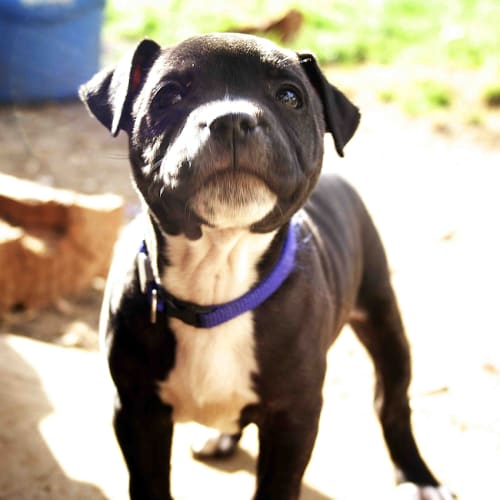 Lucky ~ Staffy x puppy (On trial 18-8-2017)