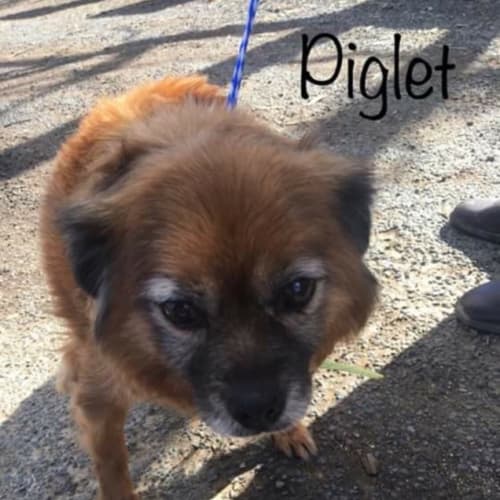 Piglet