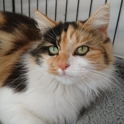 Rubi - Expectant Mumma