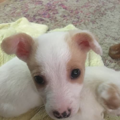 Mitzi our tiny girl 