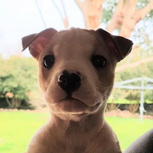 Roxy