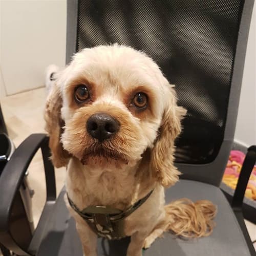Jax 