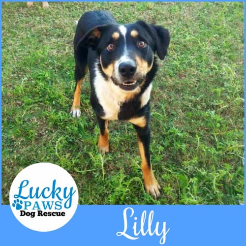 Lilly 