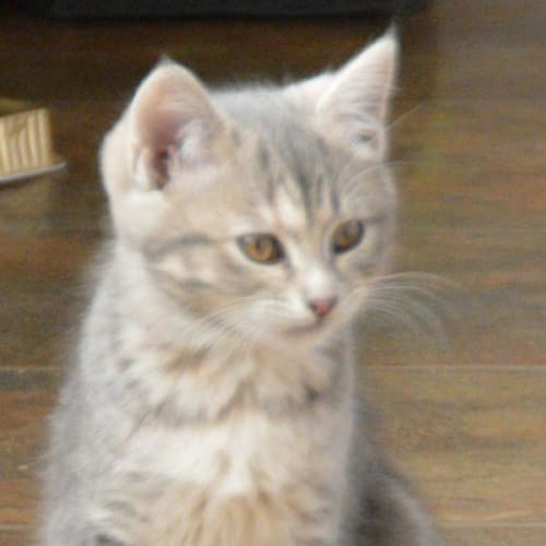 Coco ...female silver tabby kitten
