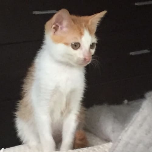 No photo for Peaches