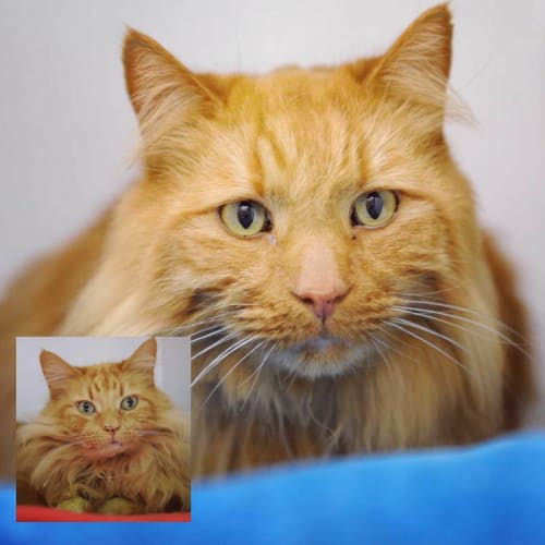 Simba & Mufasa
