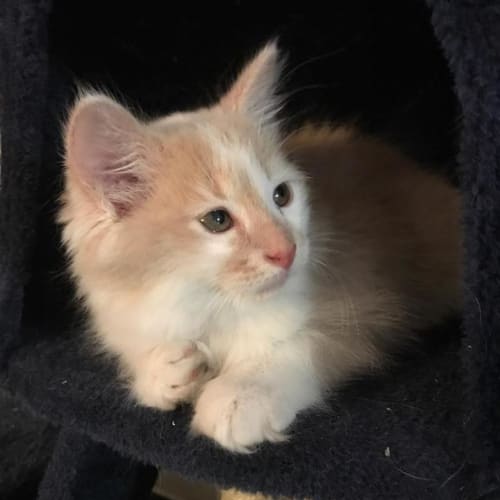 Kovu **Adoption Pending**