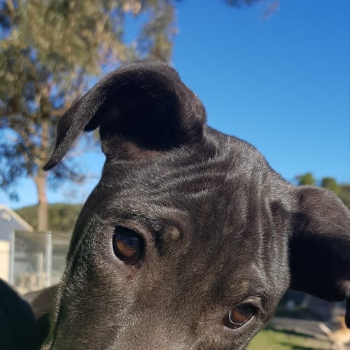 Arwen