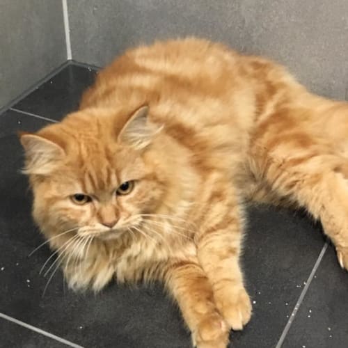 Leo