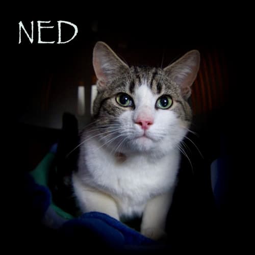 Ned