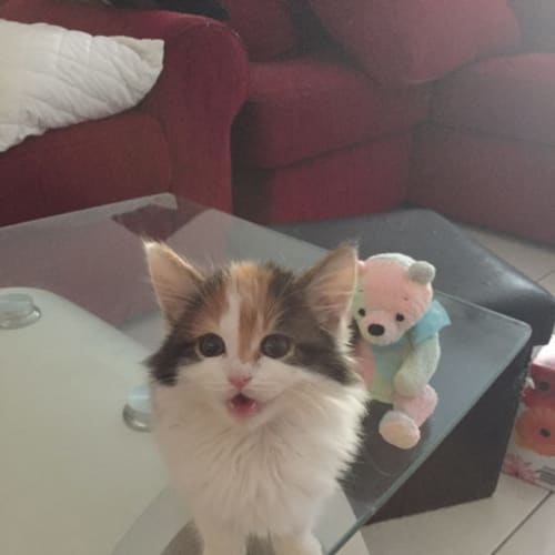 Squeeka