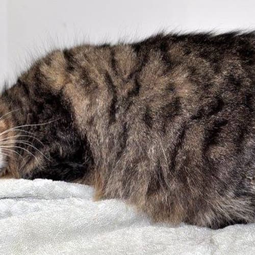 Desperately Seeking Susan in Canterbury Pound