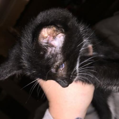 Hellie (Special Needs - Blind Cat)
