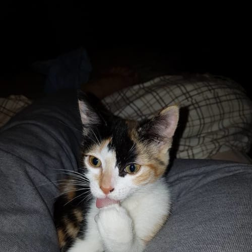 Thelma **2nd Chance Cat Rescue**