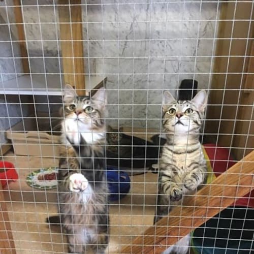 Simba and Sylvester