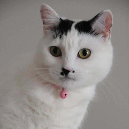 Sweet Stella 💕 Stunning Turkish Van X Cat