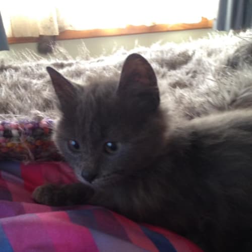 Deacon **2nd Chance Cat Rescue**