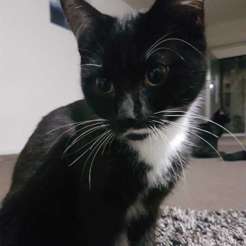 Violet **2nd Chance Cat Rescue**