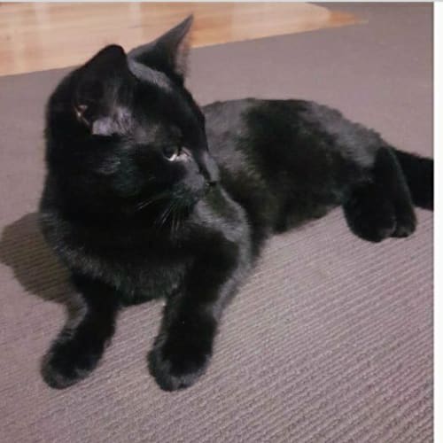 Indy **2nd Chance Cat Rescue**