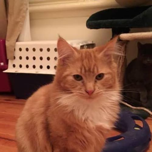 Fergus