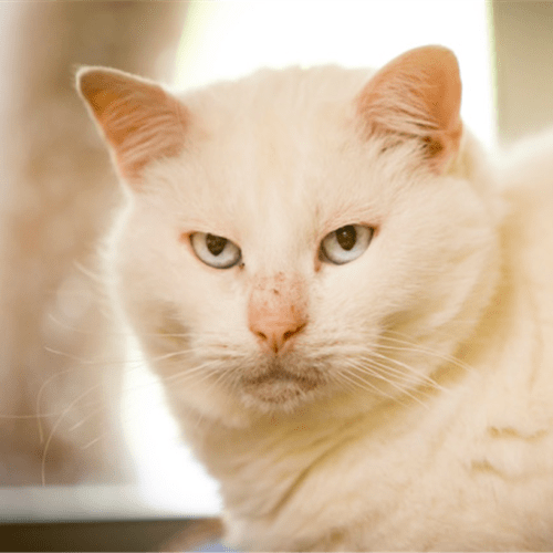Gus