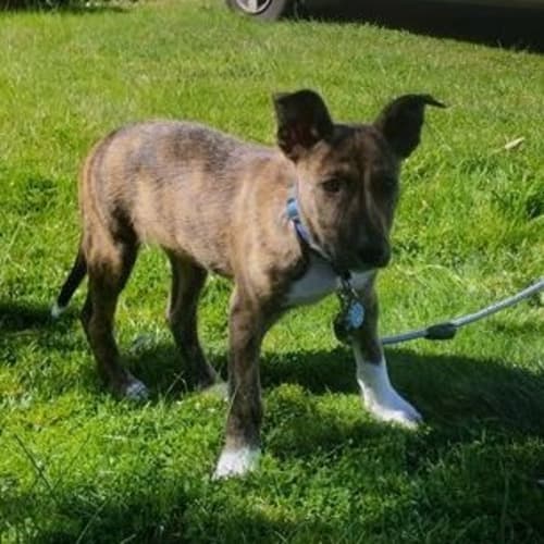 Odie