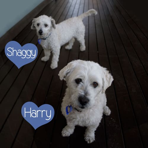 Harry ~ 7yo Maltese boy (On Trial 23/9/17)