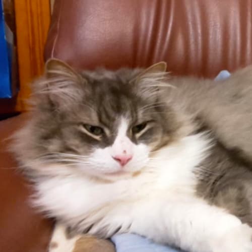 Cletus (Located in Lower Templestowe)
