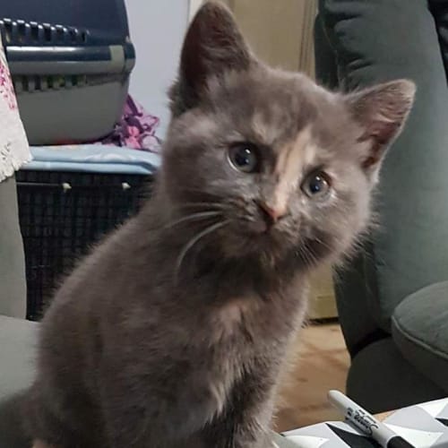 Coco