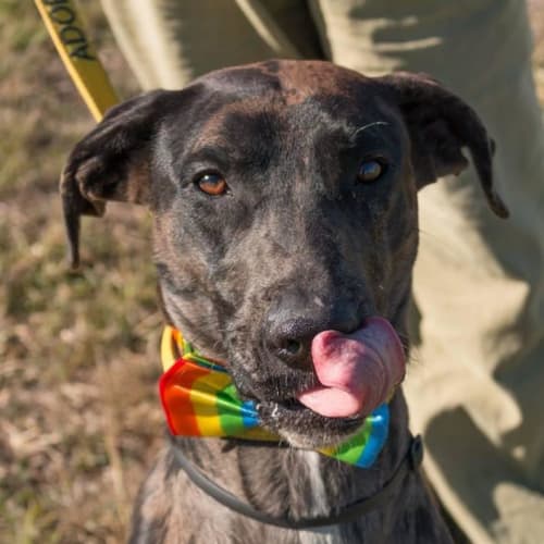 Prince (adoption pending)