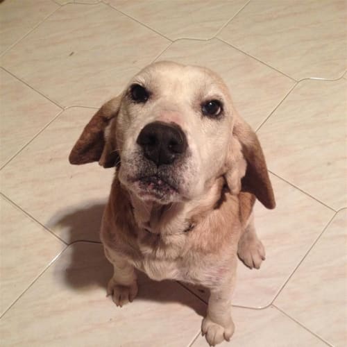 Rufus