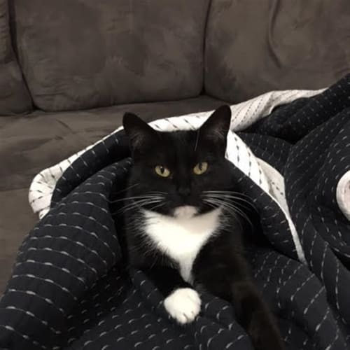 Penelope