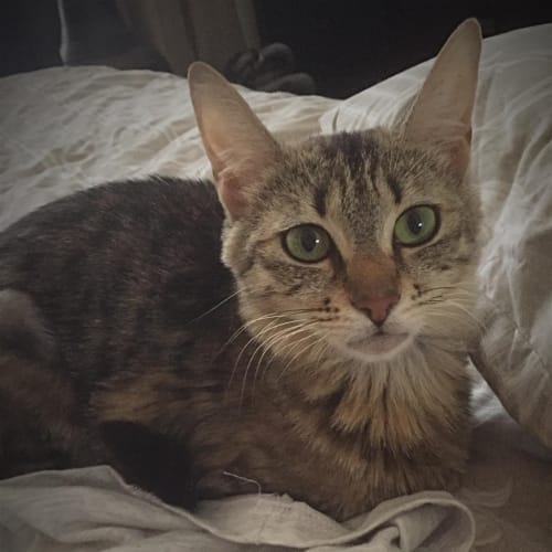 Millie