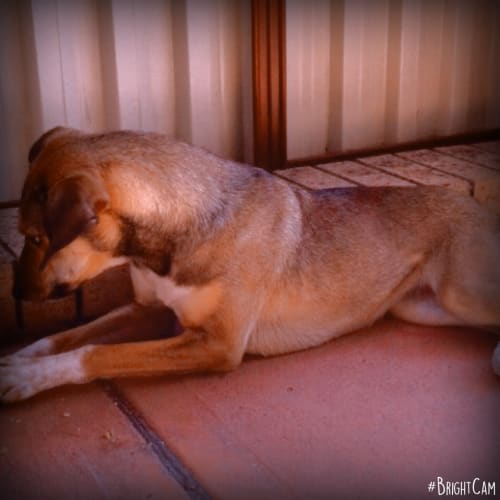 Bambi ** A Divine pup **