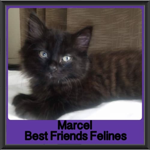 Marcel 