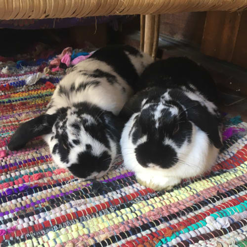 Diego and Buggy Bugster 