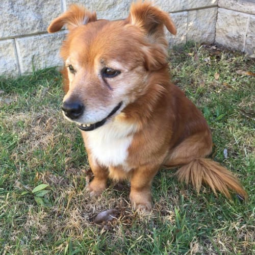 Zac - our cuddly senior 