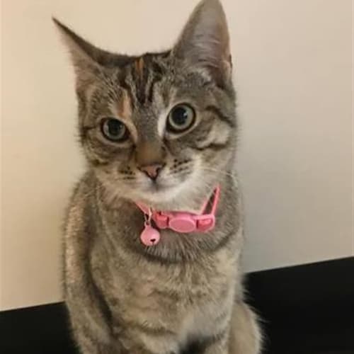 Mindy