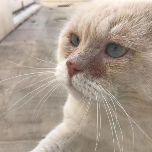 Cedric **2nd Chance Cat Rescue**