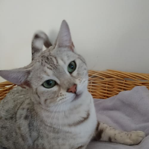 Nala