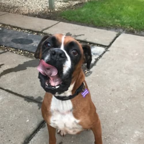 Tyson 