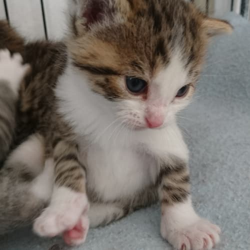 Felix